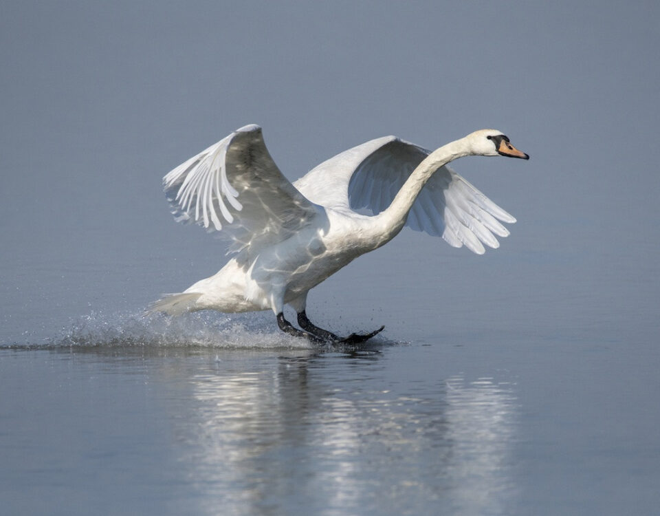 Toch zachtere start handhaving op schijnzelfstandigheid