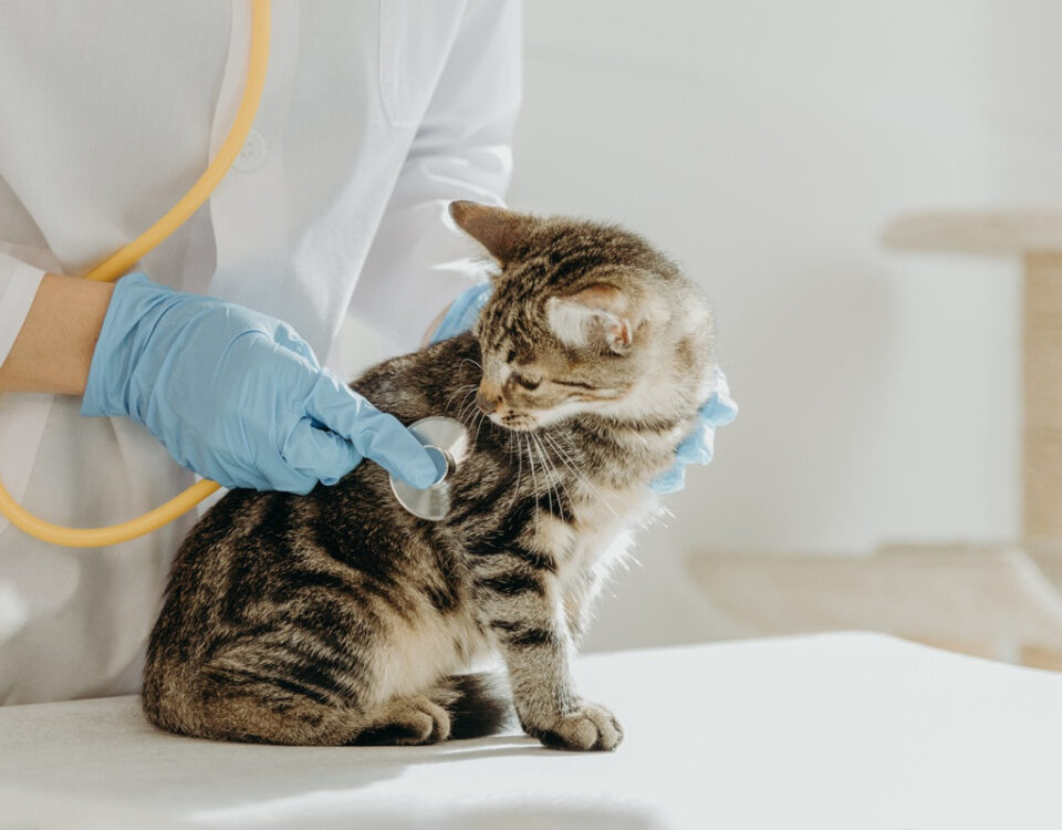 Goodwill dierenartsenpraktijk vier miljoen